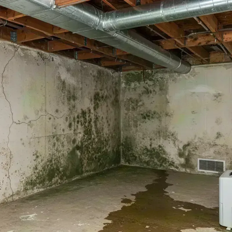 Professional Mold Removal in Lemay, MO